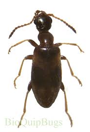 Attēlu rezultāti vaicājumam “Anthicidae”