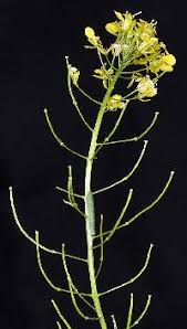 Attēlu rezultāti vaicājumam “Sisymbrium loeselii leaf”