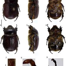 Attēlu rezultāti vaicājumam “Diderma deplanatum spores”