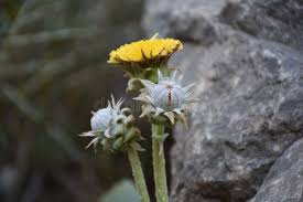 Attēlu rezultāti vaicājumam “Tussilago farfara bud”