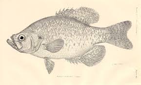 Image result for Pomoxis annularis