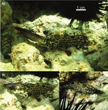 Image result for Epinephelus adscensionis