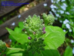 Attēlu rezultāti vaicājumam “Hesperis matronalis bud”