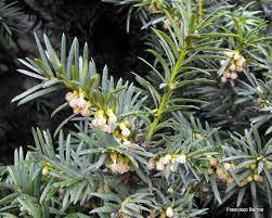 Attēlu rezultāti vaicājumam “Taxus baccata female flower”