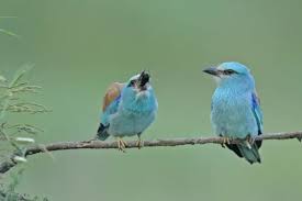 Attēlu rezultāti vaicājumam “Coracias garrulus adult”