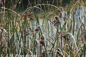 Attēlu rezultāti vaicājumam “Schoenoplectus lacustris subsp. lacustris”
