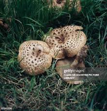 Attēlu rezultāti vaicājumam “Sarcodon imbricatum”