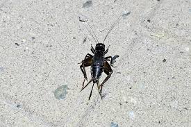 Attēlu rezultāti vaicājumam “Gryllus domesticus”