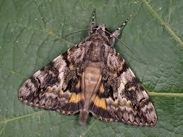 Attēlu rezultāti vaicājumam “Eilema depressa imago”