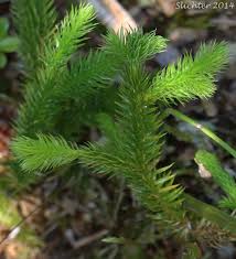 Attēlu rezultāti vaicājumam “Lycopodiella inundata”