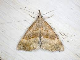 Attēlu rezultāti vaicājumam “Hypena proboscidalis”