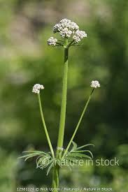 Attēlu rezultāti vaicājumam “Valeriana officinalis bud”