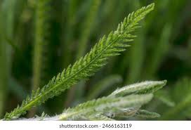 Attēlu rezultāti vaicājumam “Achillea millefolium leaf”