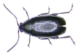 Attēlu rezultāti vaicājumam “Phyllotreta sp.”