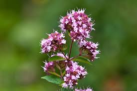 Image result for Origanum vulgare