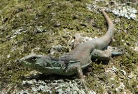 Attēlu rezultāti vaicājumam “Myrrha octodecimguttata”