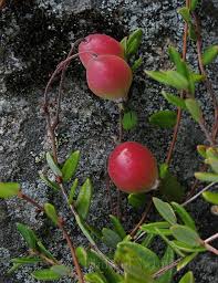 Attēlu rezultāti vaicājumam “Oxycoccus bud”