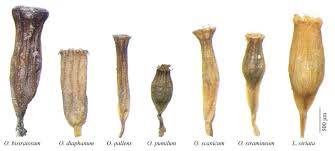 Attēlu rezultāti vaicājumam “Orthotrichum pumilum sporophyte”