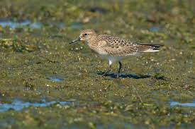 Image result for Calidris bairdii