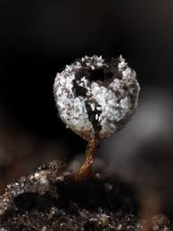 Attēlu rezultāti vaicājumam “Craterium leucocephalum var. scyphoides”