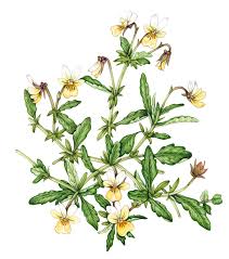 Attēlu rezultāti vaicājumam “Viola tricolor subsp. curtisii flower”