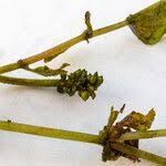 Attēlu rezultāti vaicājumam “Potamogeton perfoliatus fruit”