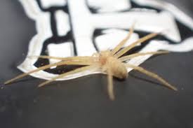 Attēlu rezultāti vaicājumam “Philodromus sp.”