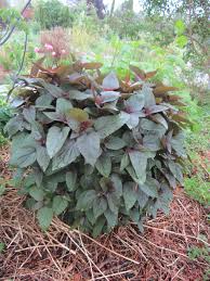 Attēlu rezultāti vaicājumam “Syringa reticulata subsp. amurensis”