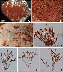 Attēlu rezultāti vaicājumam “Trentepohlia sp.”