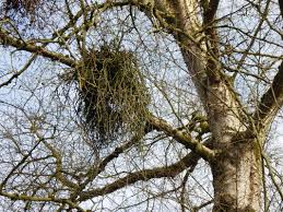 Attēlu rezultāti vaicājumam “Taphrina betulina”