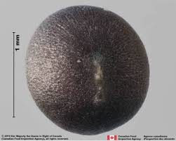 Attēlu rezultāti vaicājumam “Sinapis arvensis fruit”