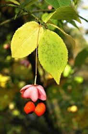 Attēlu rezultāti vaicājumam “Euonymus verrucosus fruit”