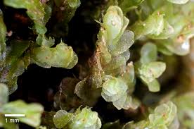 Attēlu rezultāti vaicājumam “Chiloscyphus”