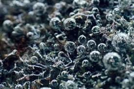 Attēlu rezultāti vaicājumam “Nostoc pruniforme macro”