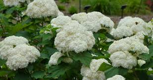Attēlu rezultāti vaicājumam “Hydrangea arborescens”