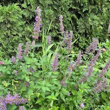 Attēlu rezultāti vaicājumam “Arthonia byssacea”