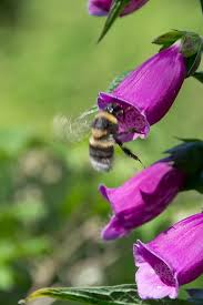 Image result for Fingerhut rot