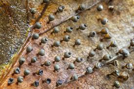 Attēlu rezultāti vaicājumam “Craterium minutum macro”