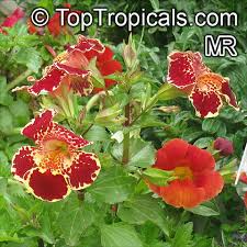 Image result for Mimulus x hybrida