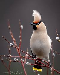 Attēlu rezultāti vaicājumam “Bombycilla garrulus adult”