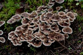 Attēlu rezultāti vaicājumam “Phellodon tomentosus”