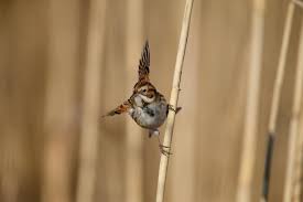 Attēlu rezultāti vaicājumam “Emberiza schoeniclus nest”