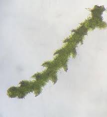 Attēlu rezultāti vaicājumam “Cephaloziella elachista”