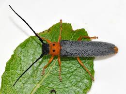 Attēlu rezultāti vaicājumam “Oberea oculata”