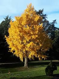 Attēlu rezultāti vaicājumam “Ginkgo biloba”