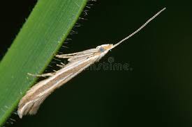 Attēlu rezultāti vaicājumam “Coleophoridae”