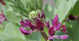 Attēlu rezultāti vaicājumam “Vicia faba flower”