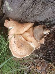 Attēlu rezultāti vaicājumam “Inonotus leporinus”