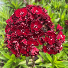 Image result for Dianthus barbatus