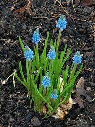 Attēlu rezultāti vaicājumam “Muscari botryoides”